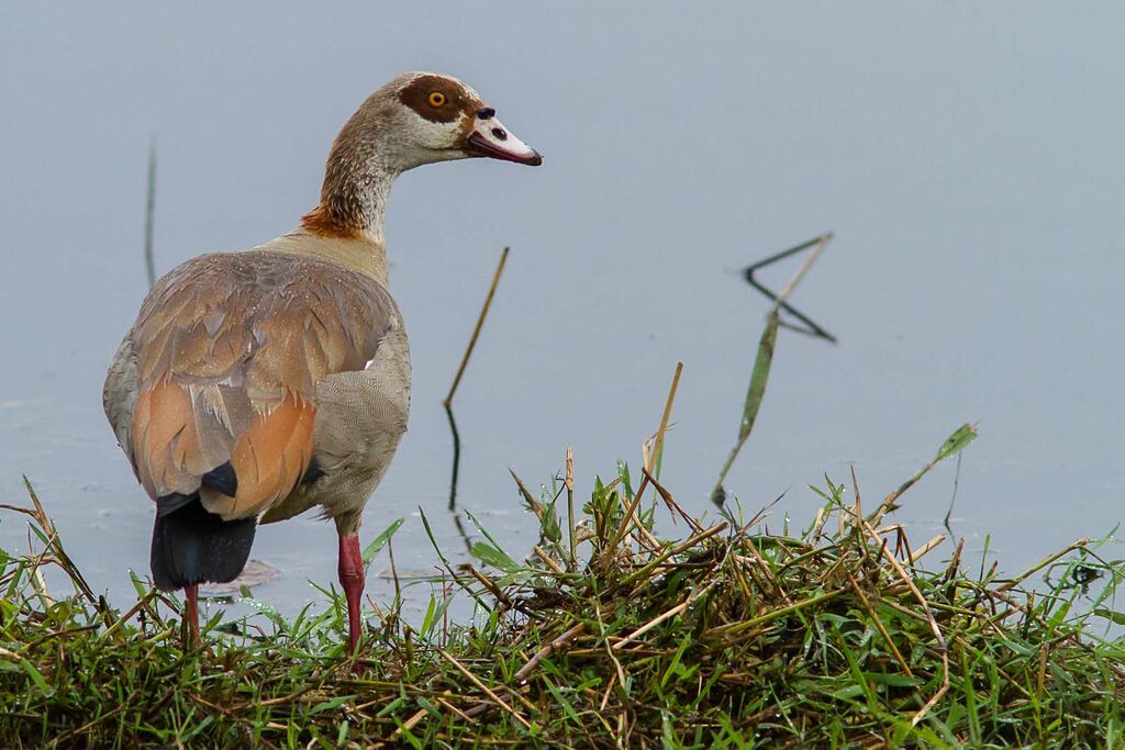 Egyptian Goose