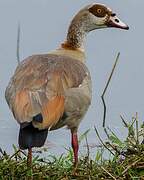 Egyptian Goose