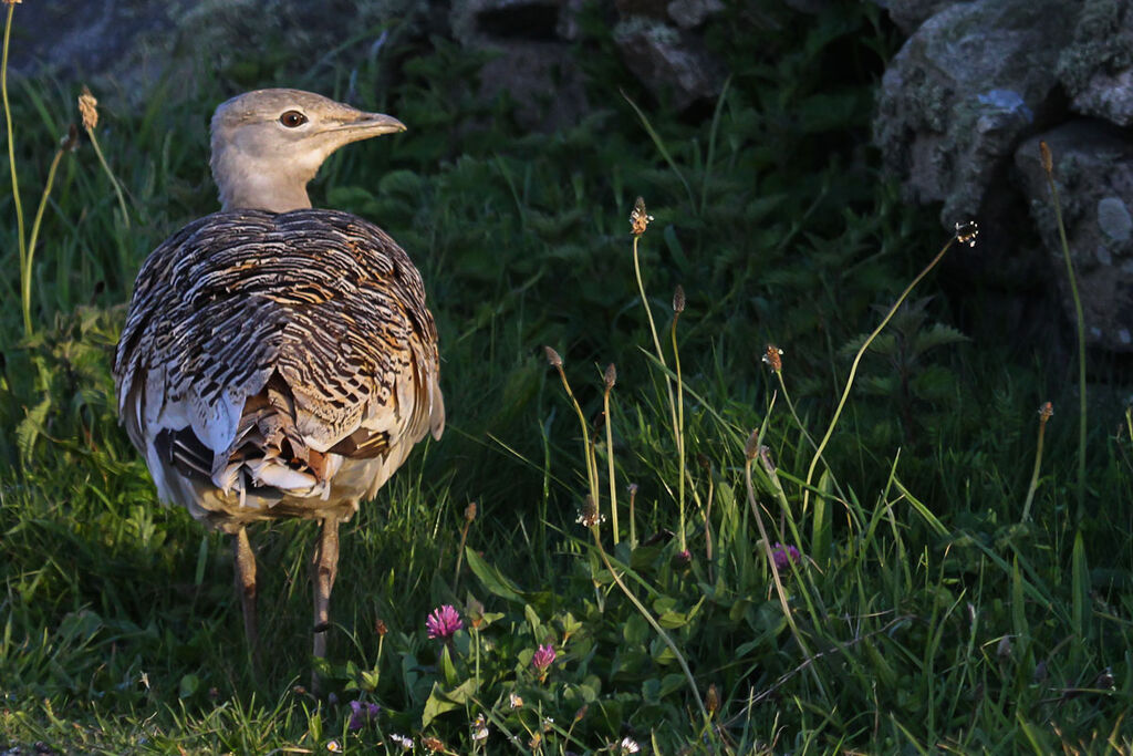 Great Bustard female adult