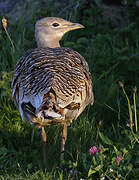 Great Bustard