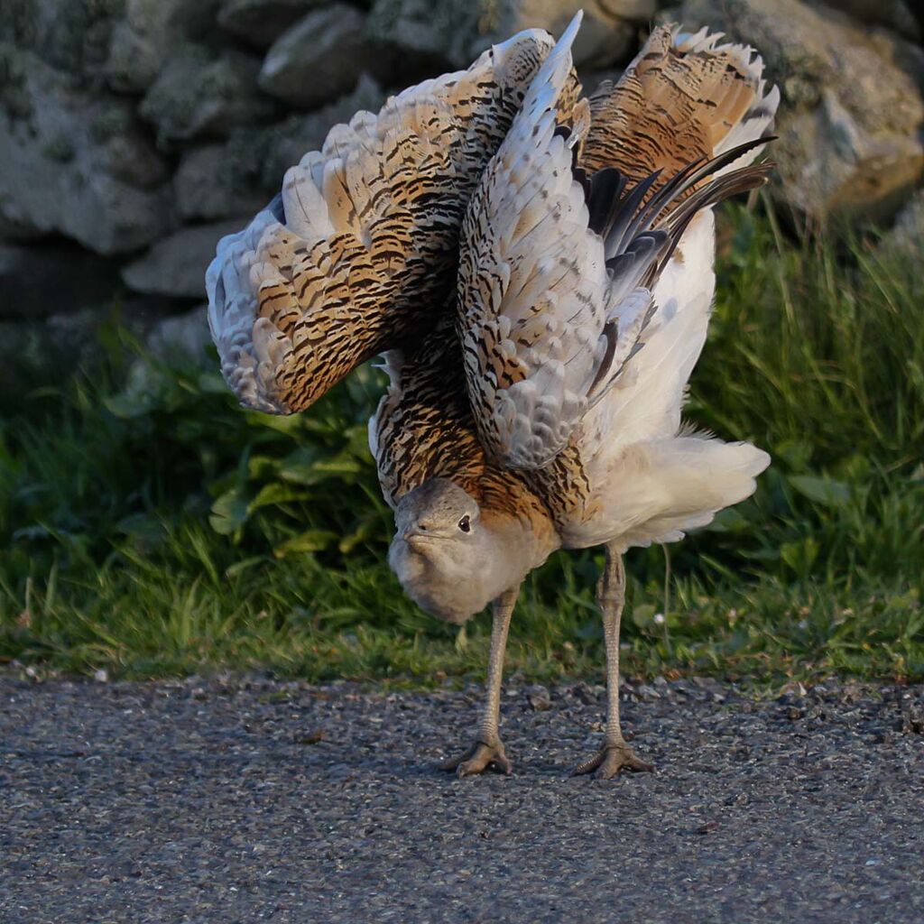 Great Bustard
