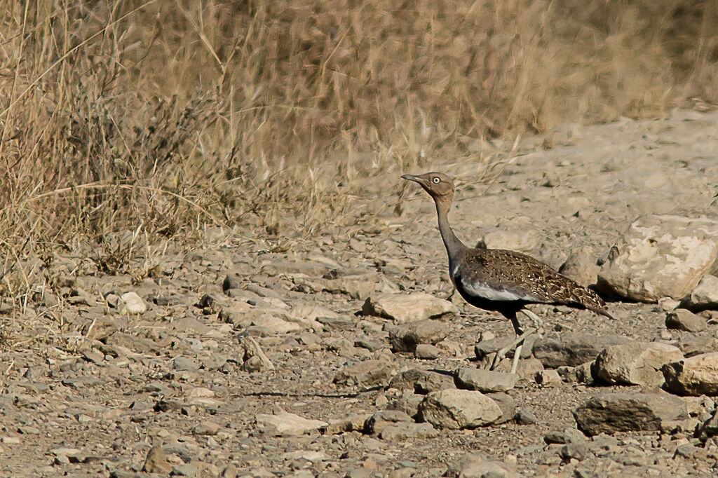 Buff-crested Bustard