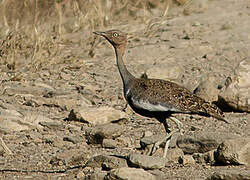 Buff-crested Bustard