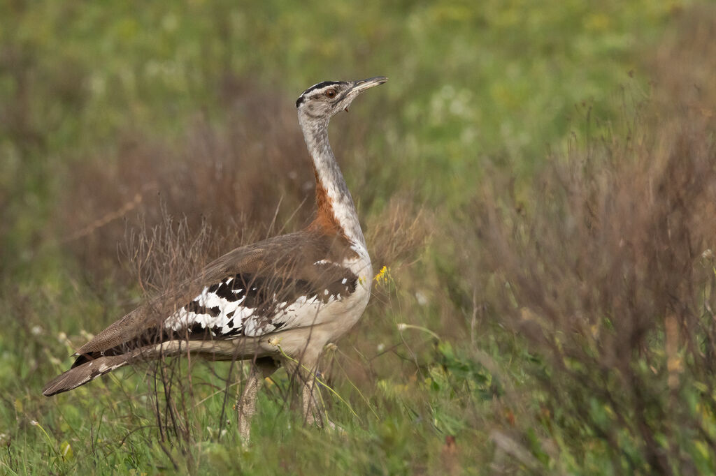 Denham's Bustard