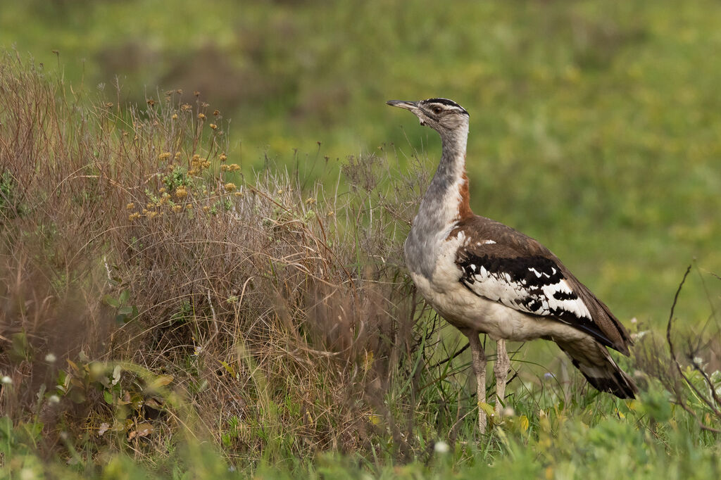 Denham's Bustard, close-up portrait