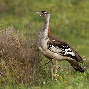 Denham's Bustard