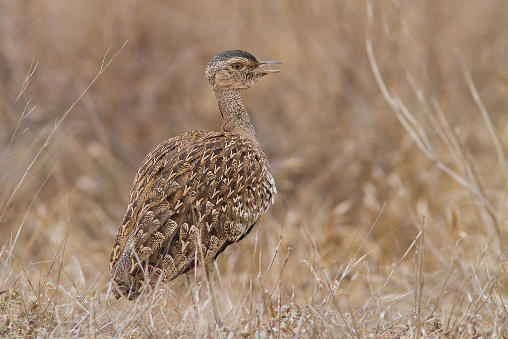 Red-crested Korhaan