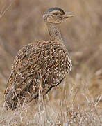 Red-crested Korhaan