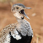 Red-crested Korhaan