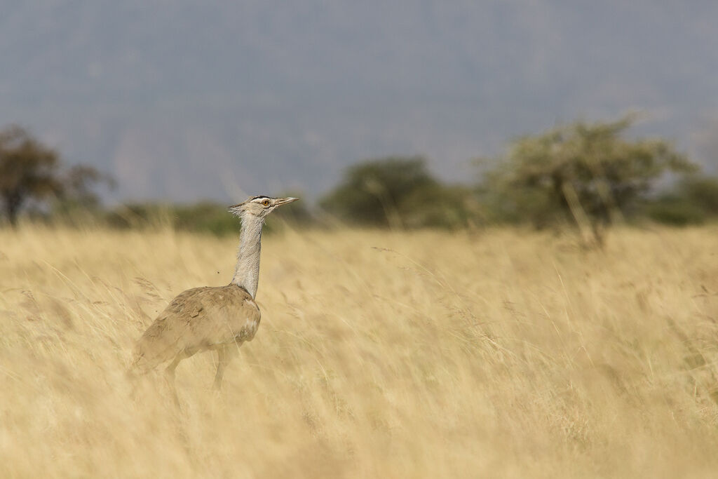 Kori Bustard