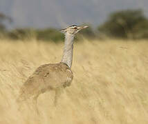 Kori Bustard