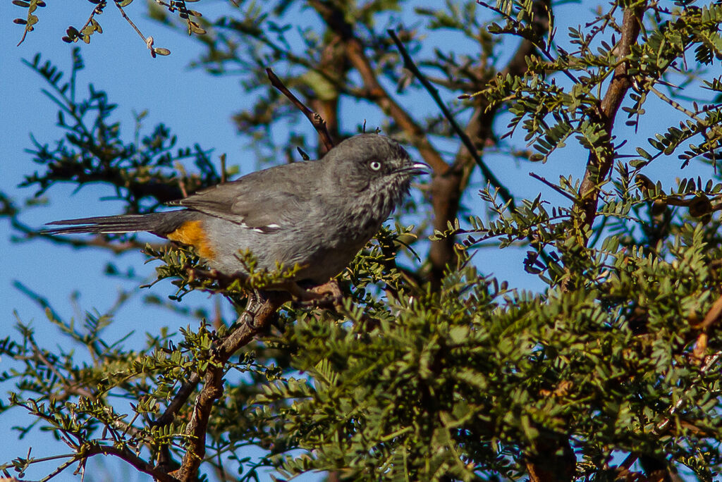 Chestnut-vented Warbler