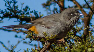 Chestnut-vented Warbler