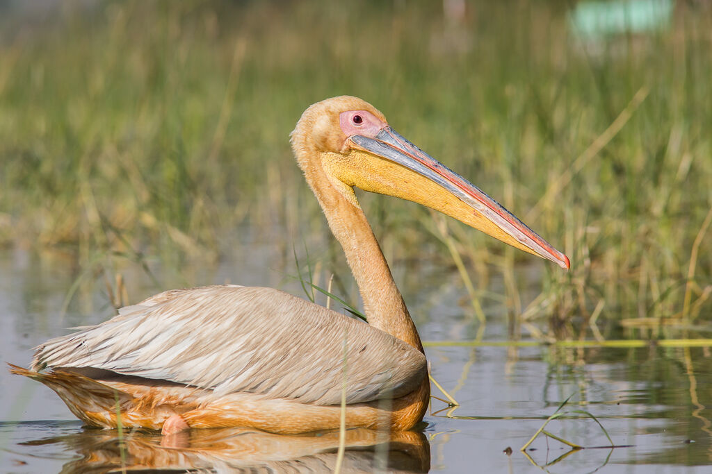 Great White Pelican