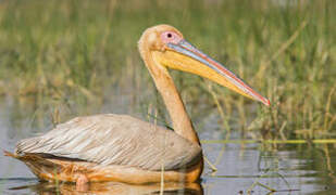 Great White Pelican