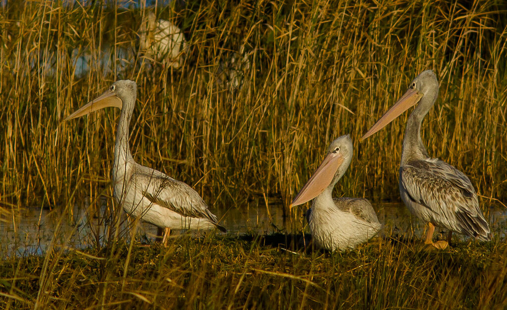 Pink-backed Pelican