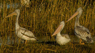 Pink-backed Pelican