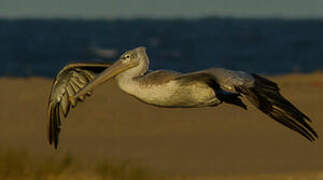 Pink-backed Pelican