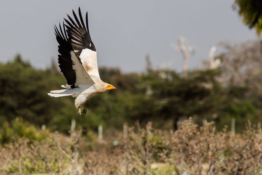 Egyptian Vulture