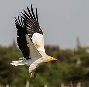 Egyptian Vulture