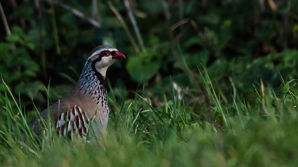 Perdrix rouge