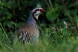 Red-legged Partridge