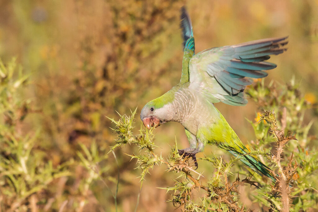 Monk Parakeet