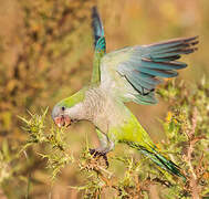 Monk Parakeet