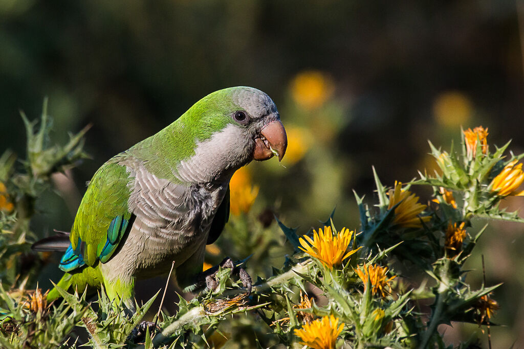 Monk Parakeet