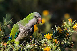 Monk Parakeet