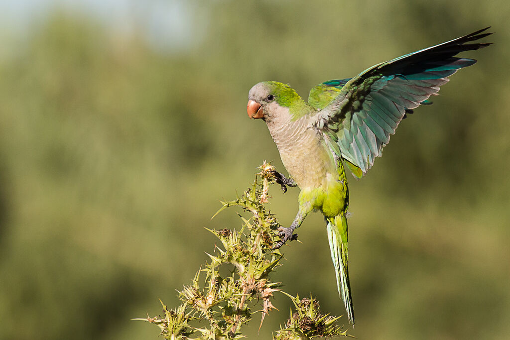 Monk Parakeet