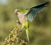 Monk Parakeet