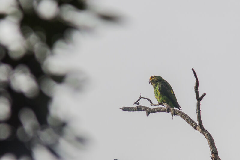 Yellow-fronted Parrot