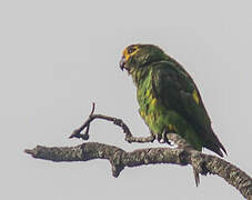 Yellow-fronted Parrot