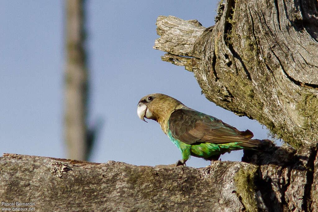 Cape Parrot