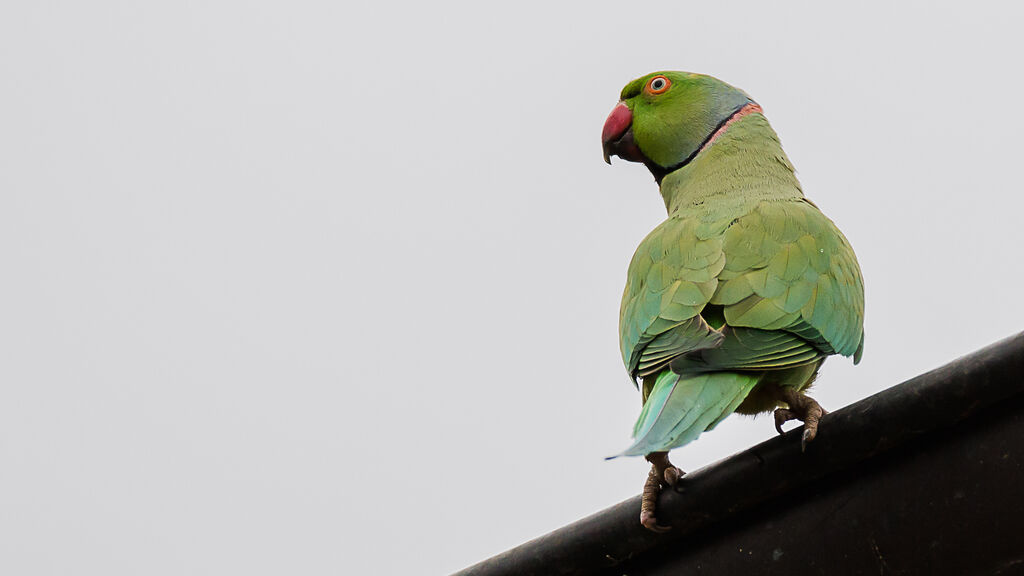 Rose-ringed Parakeet