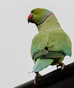 Rose-ringed Parakeet