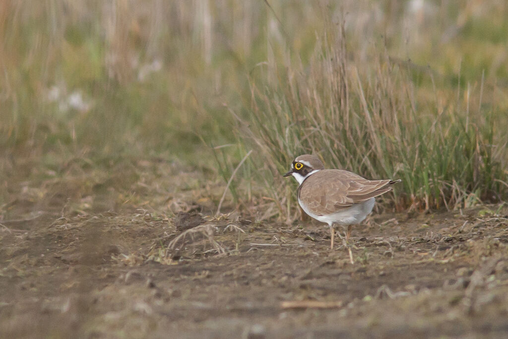 Little Ringed Plover