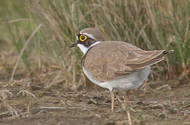 Little Ringed Plover