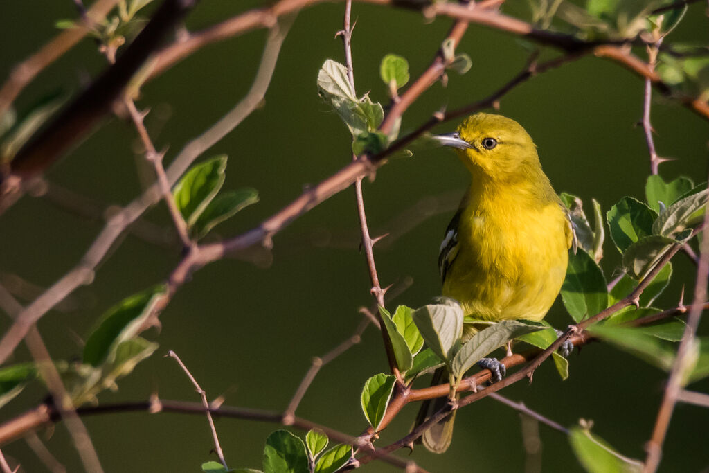 Common Iora, identification, close-up portrait