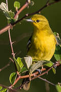 Common Iora