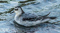 Phalarope à bec large