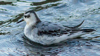 Red Phalarope