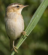 Sedge Warbler