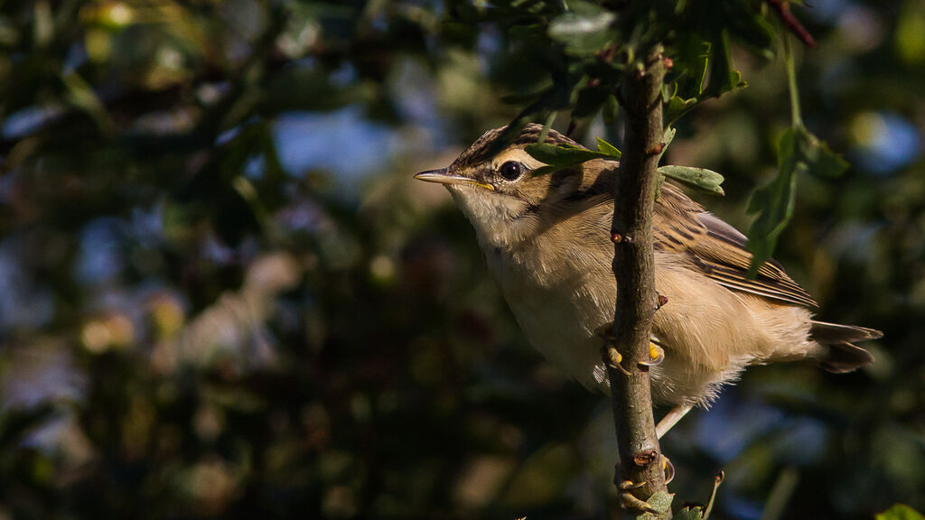 Sedge Warblerjuvenile