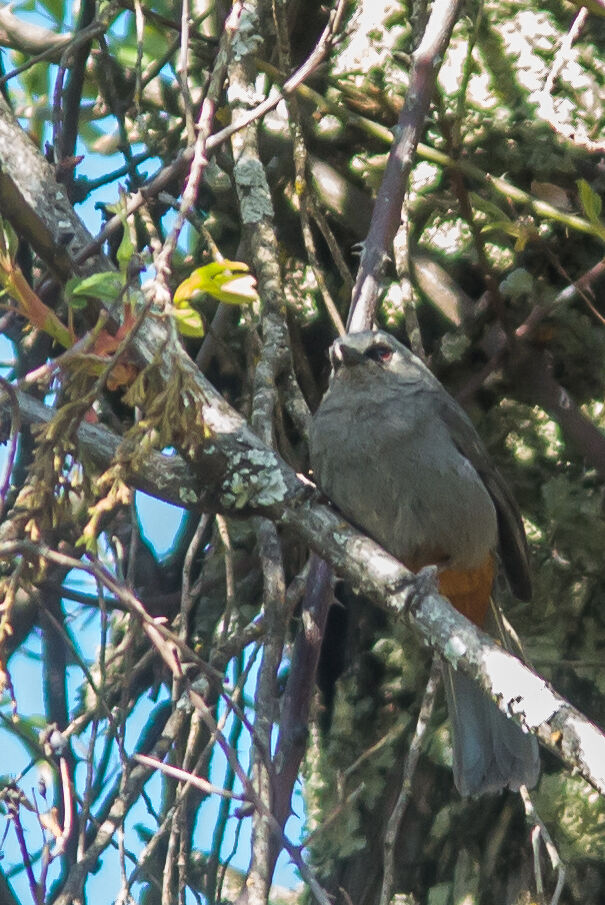 Abyssinian Catbird