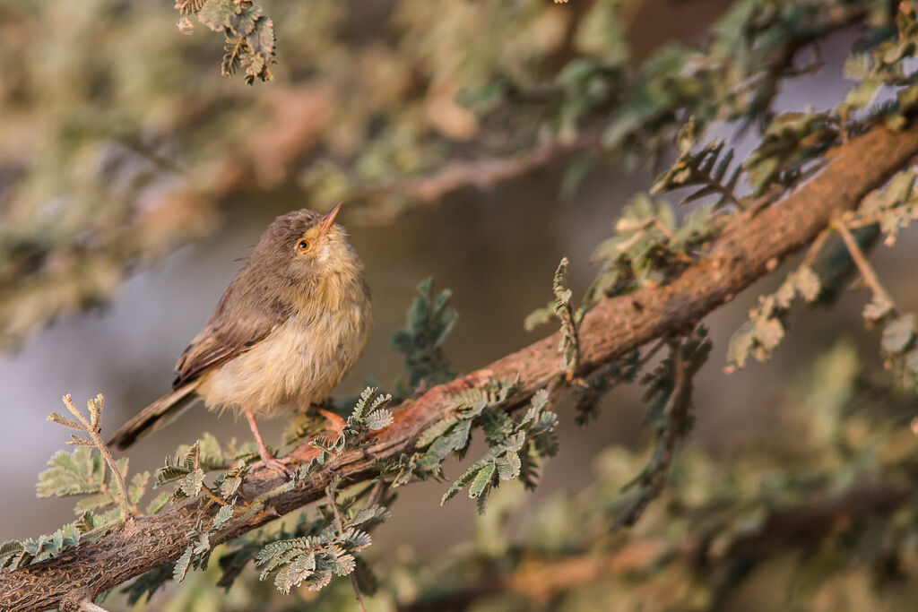 Buff-bellied Warbler