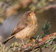 Buff-bellied Warbler