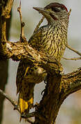 Golden-tailed Woodpecker