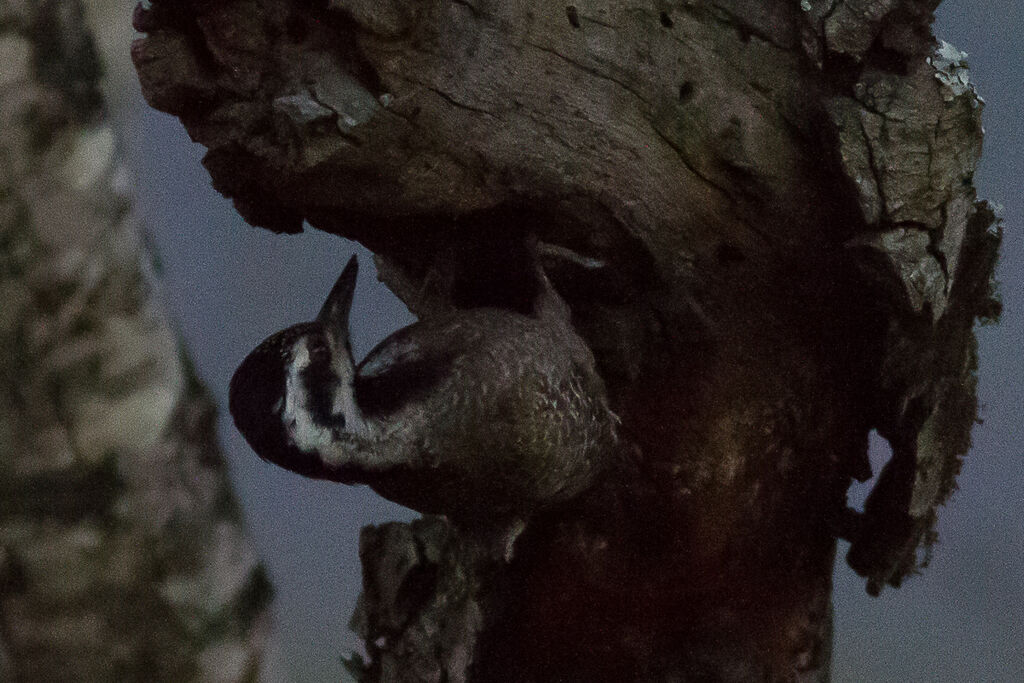 Bearded Woodpecker